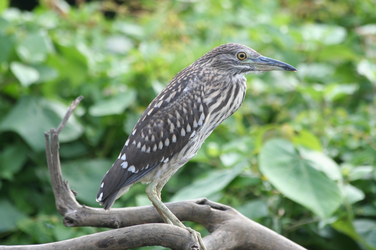 Black-crowned Night Heron - ML646135611