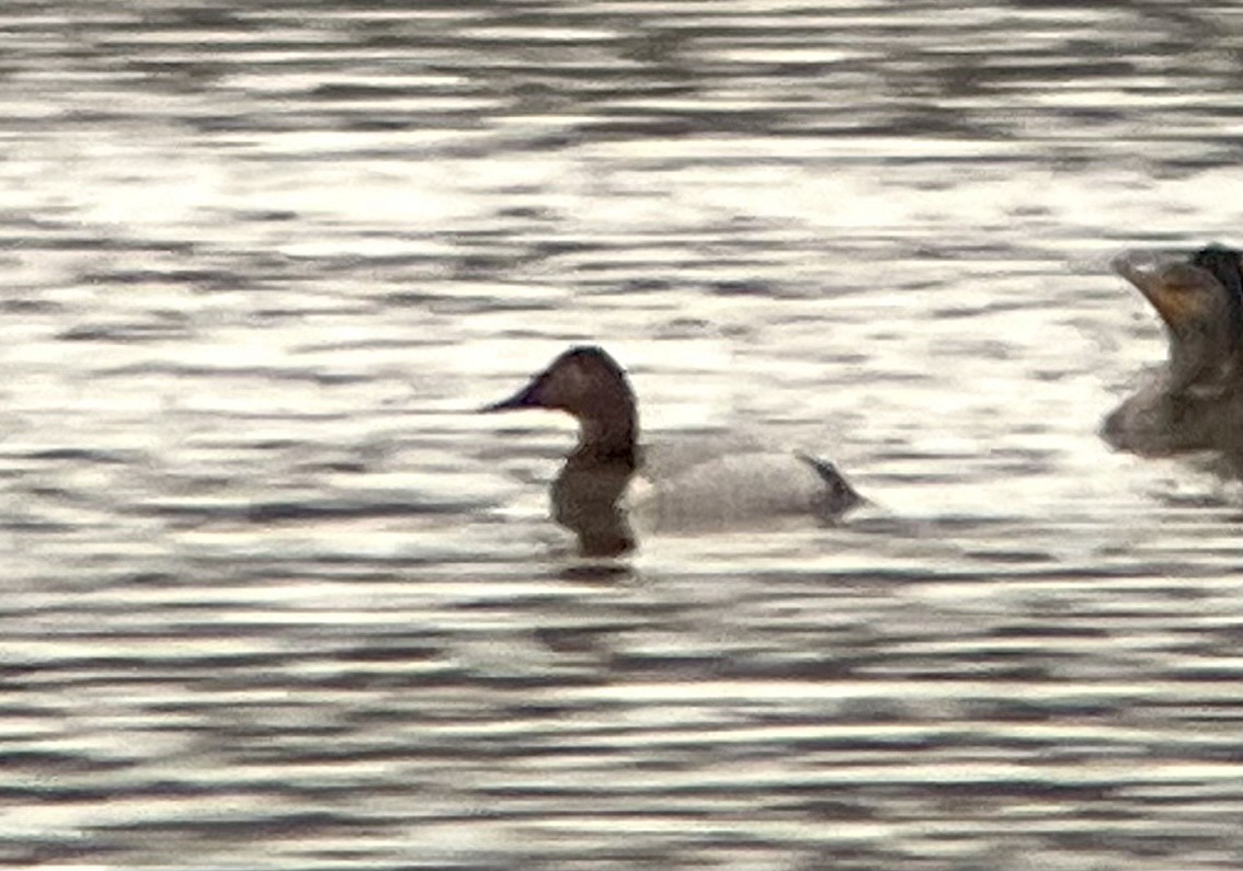 Fuligule à dos blanc - ML646135619