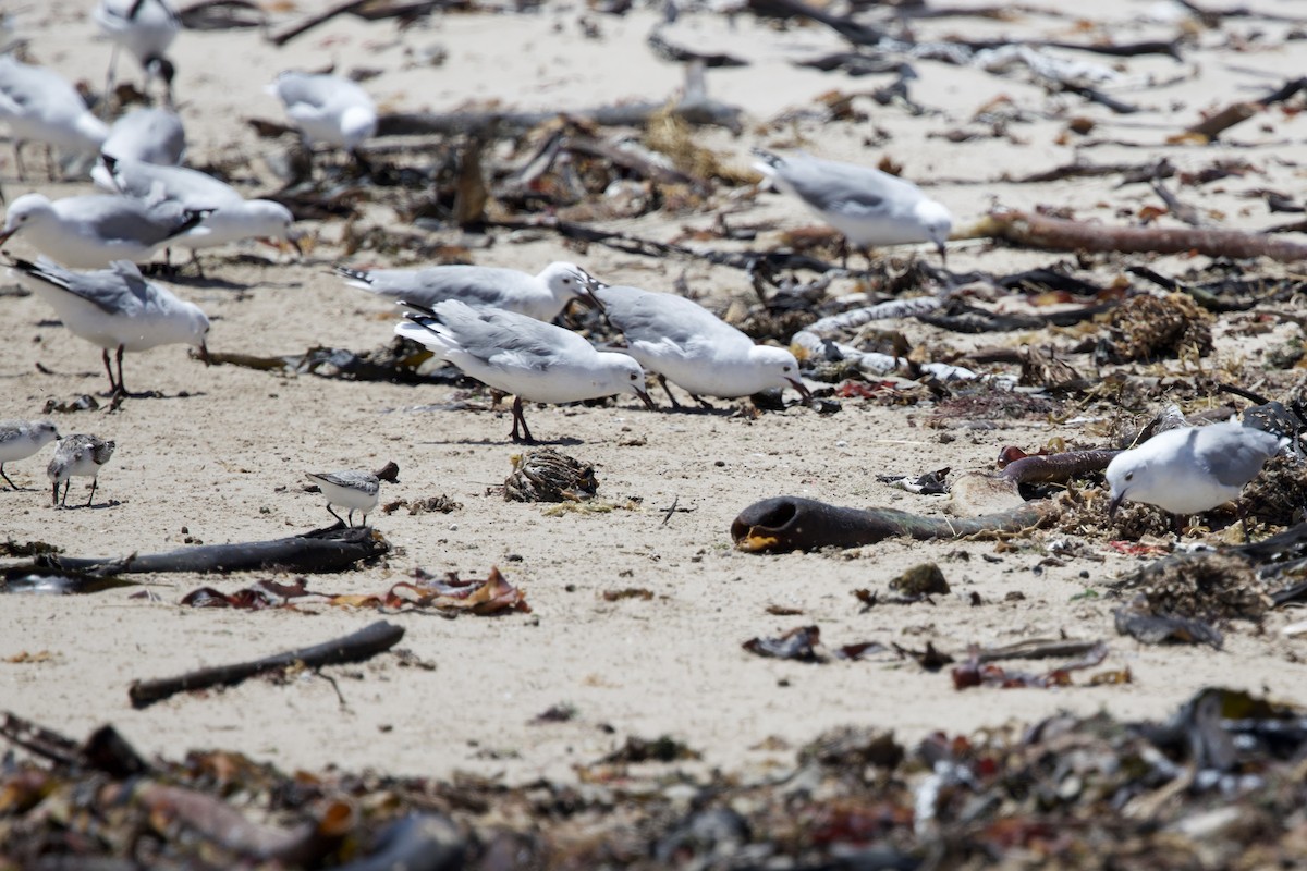 Hartlaub's Gull - ML646135621