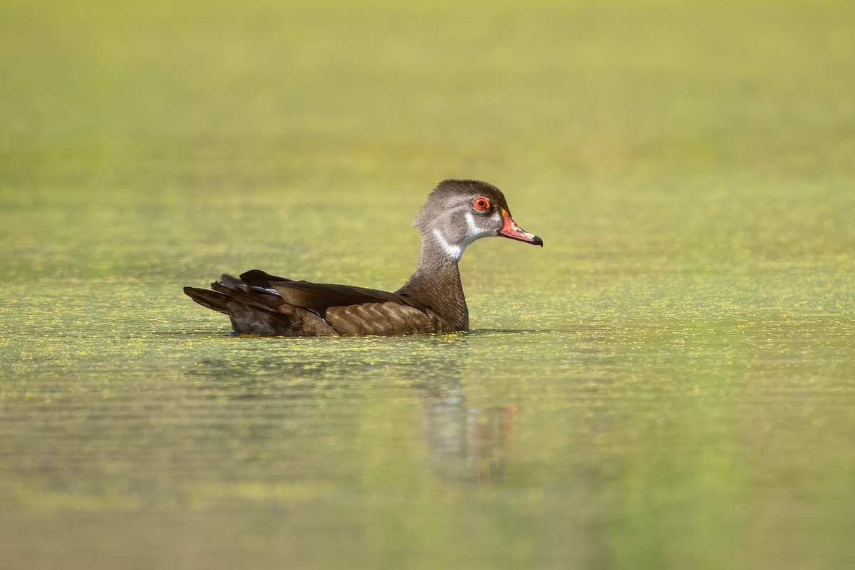 Canard branchu - ML646135622