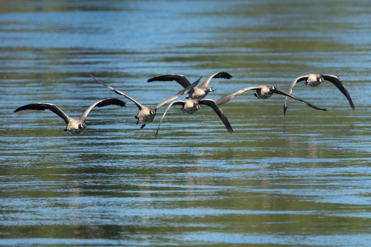 Bernache du Canada - ML646135627
