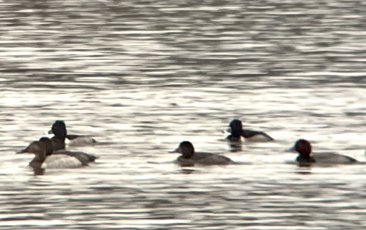 アメリカホシハジロ - ML646135636