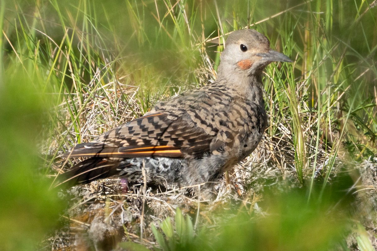 Pic flamboyant (groupe cafer) - ML646135643