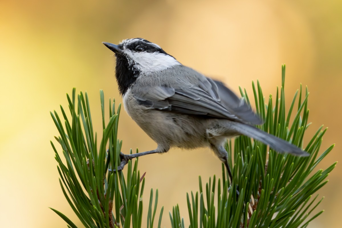Mésange de Gambel - ML646135654