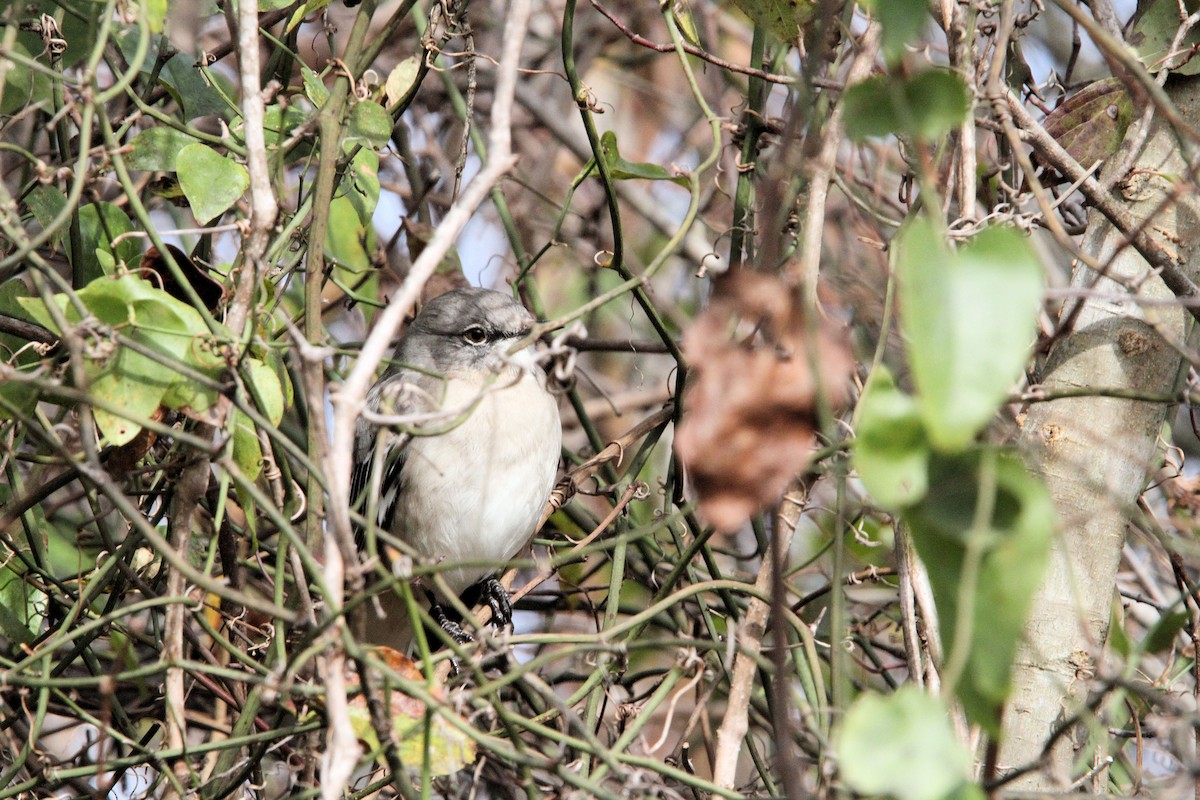 Northern Mockingbird - ML646135655