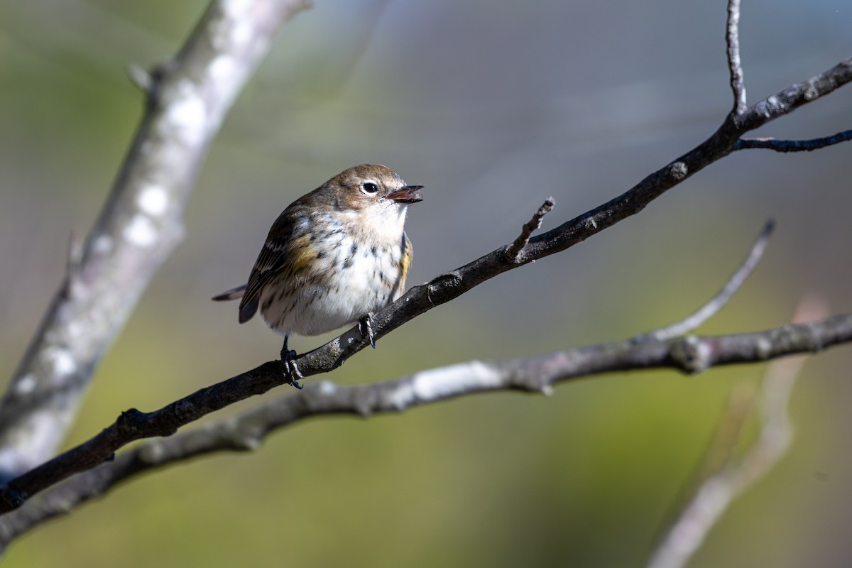 Yellow-rumped Warbler - ML646135658