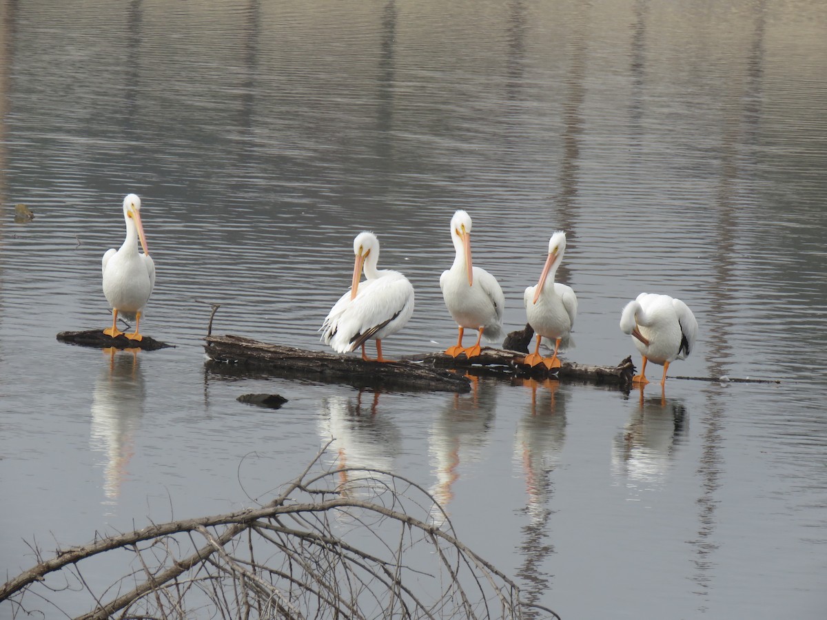 American White Pelican - ML646135665