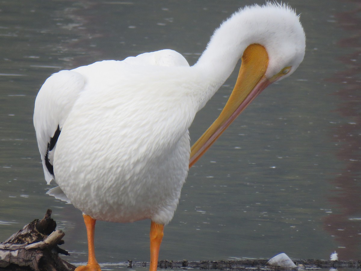 American White Pelican - ML646135673
