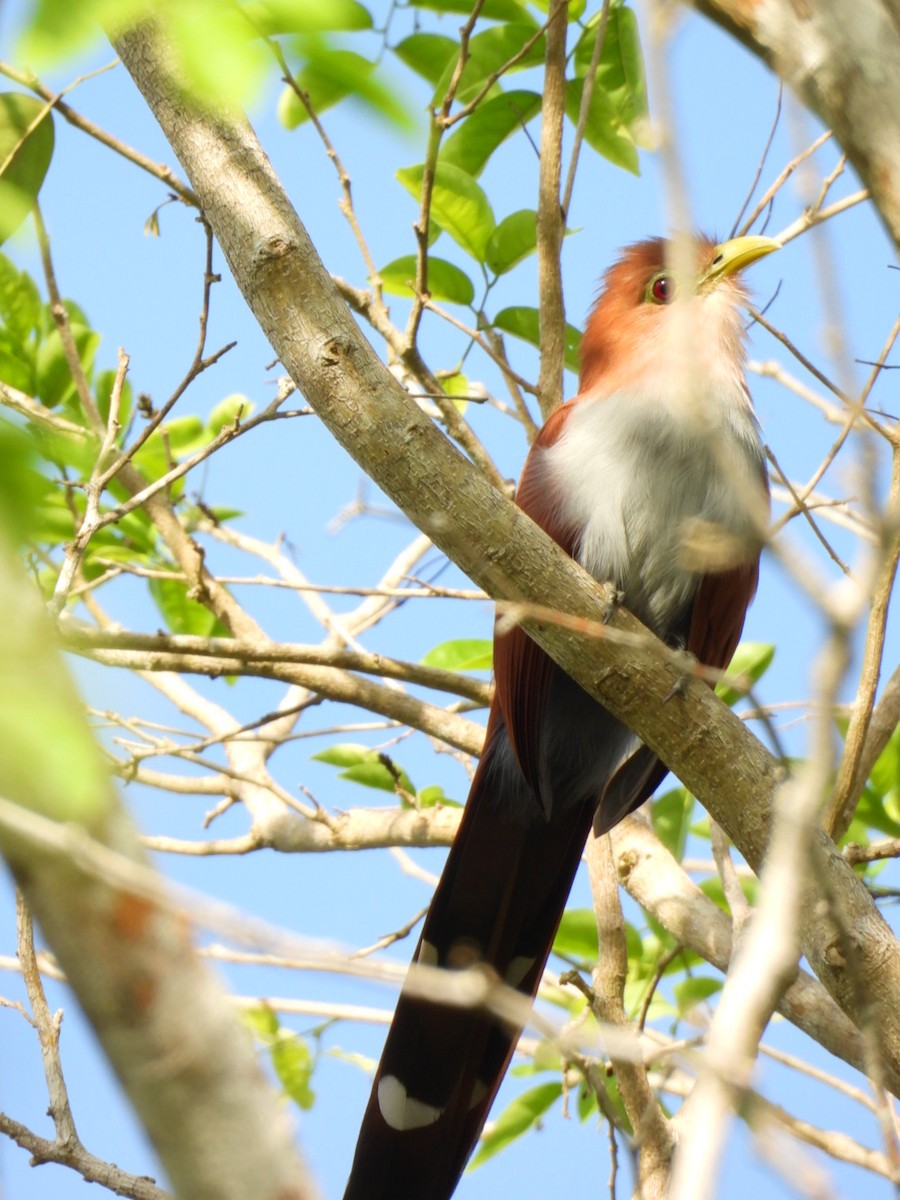 Common Squirrel-Cuckoo - ML646135677