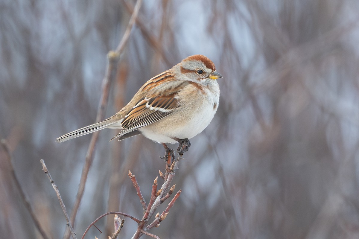 Bruant hudsonien - ML646135682