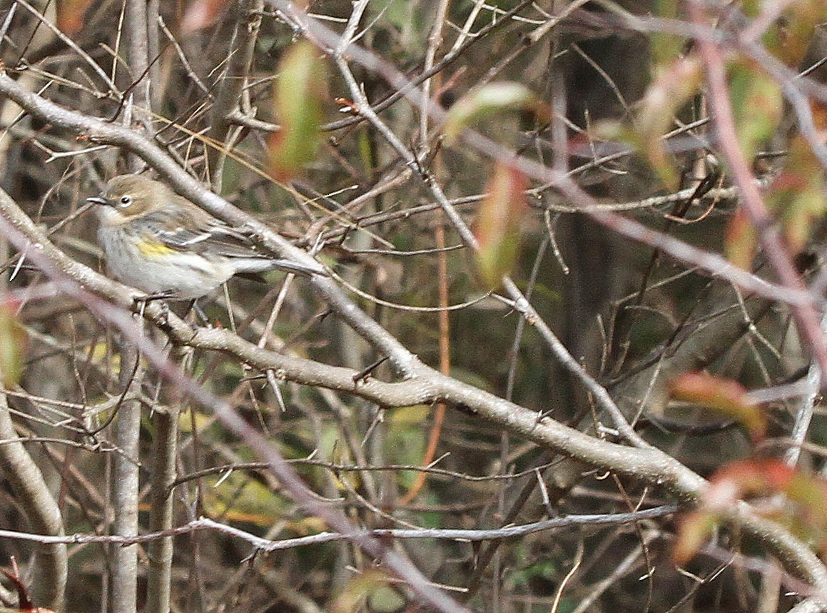 Yellow-rumped Warbler - ML646135683