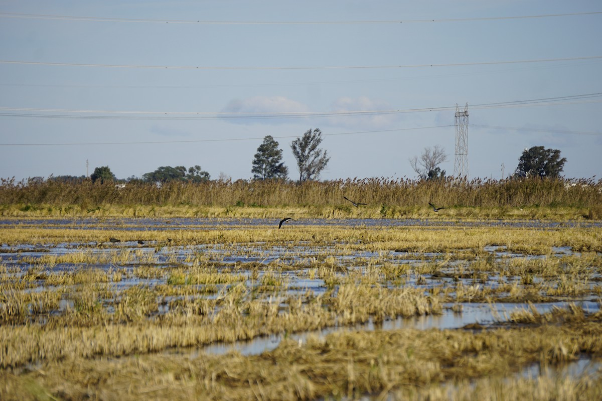 Vanneau huppé - ML646135685