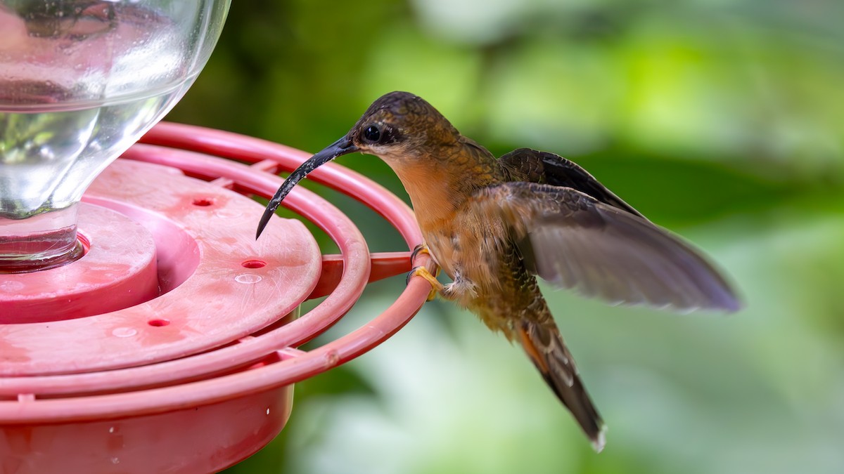 Ermite bronzé - ML646135686