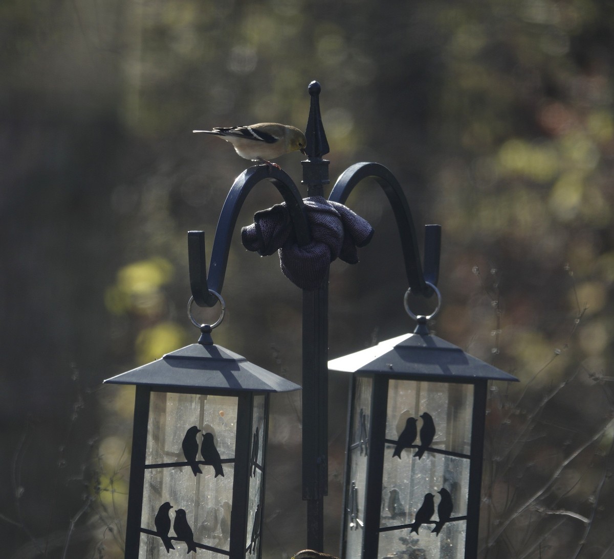 Chardonneret jaune - ML646135687