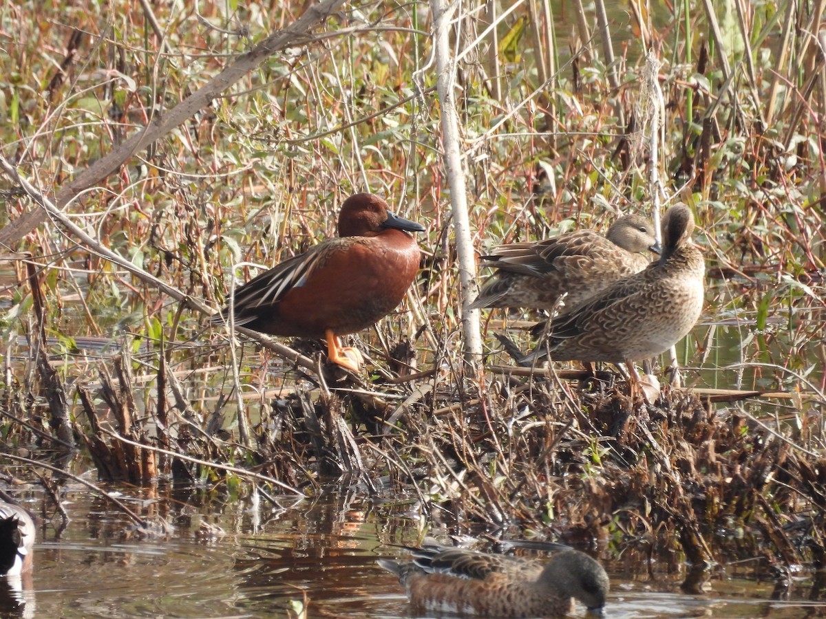 Sarcelle cannelle - ML646135688