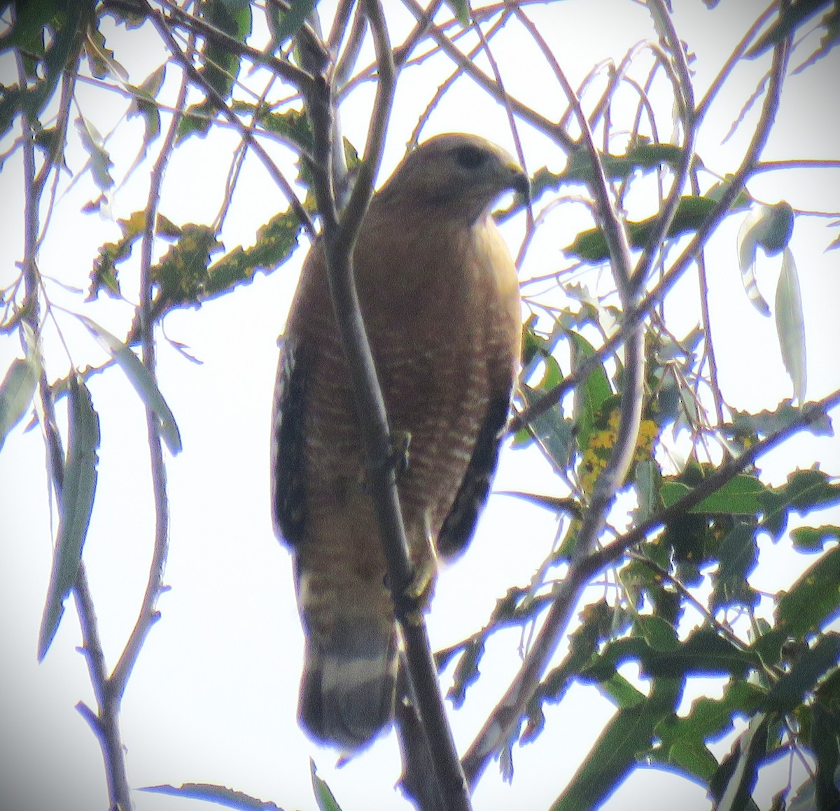 Buse à épaulettes (elegans) - ML646135689