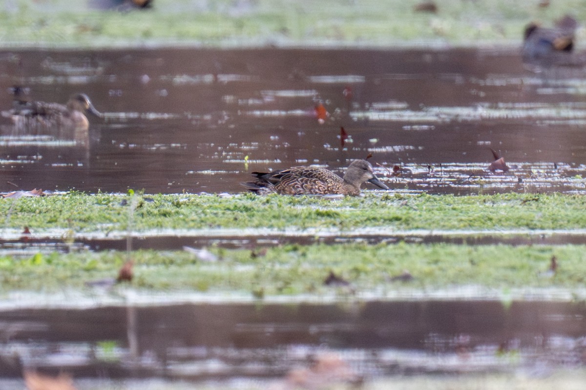 Sarcelle à ailes bleues - ML646135690