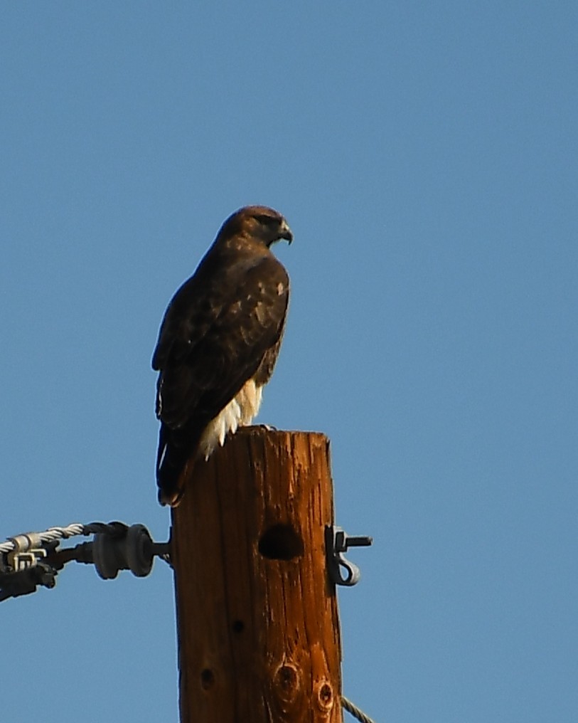 Buse à queue rousse - ML646135692