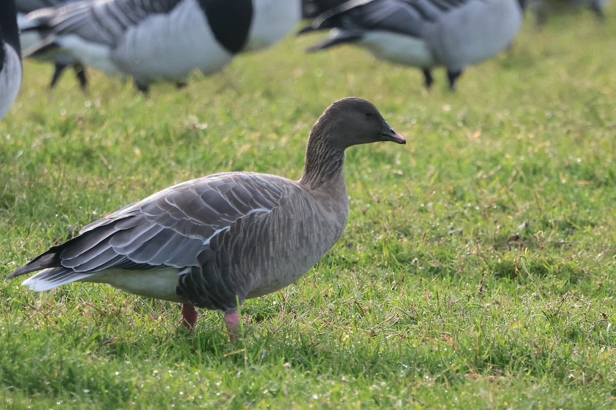 Pink-footed Goose - ML646135694