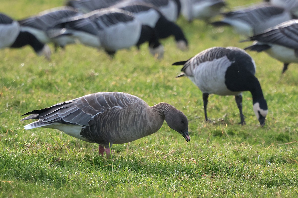 Pink-footed Goose - ML646135696