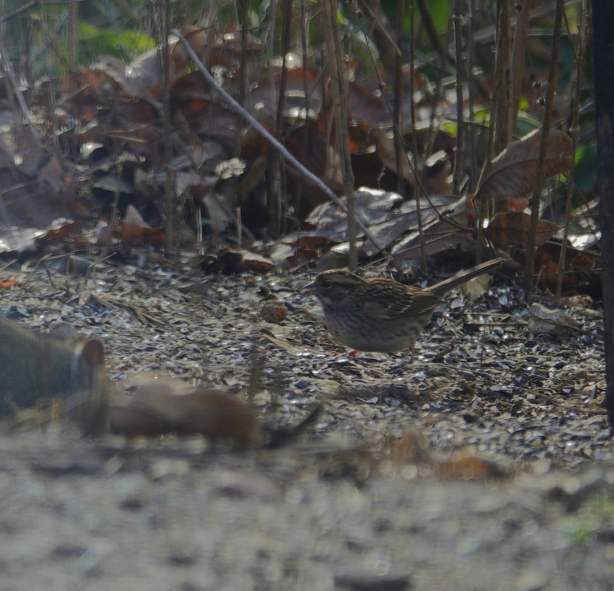 Bruant à gorge blanche - ML646135697