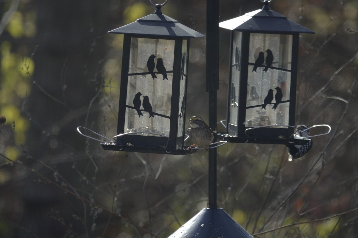 Bruant à gorge blanche - ML646135698