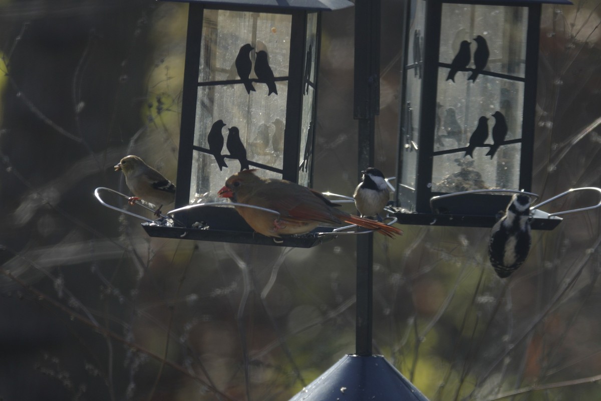 Cardinal rouge - ML646135699