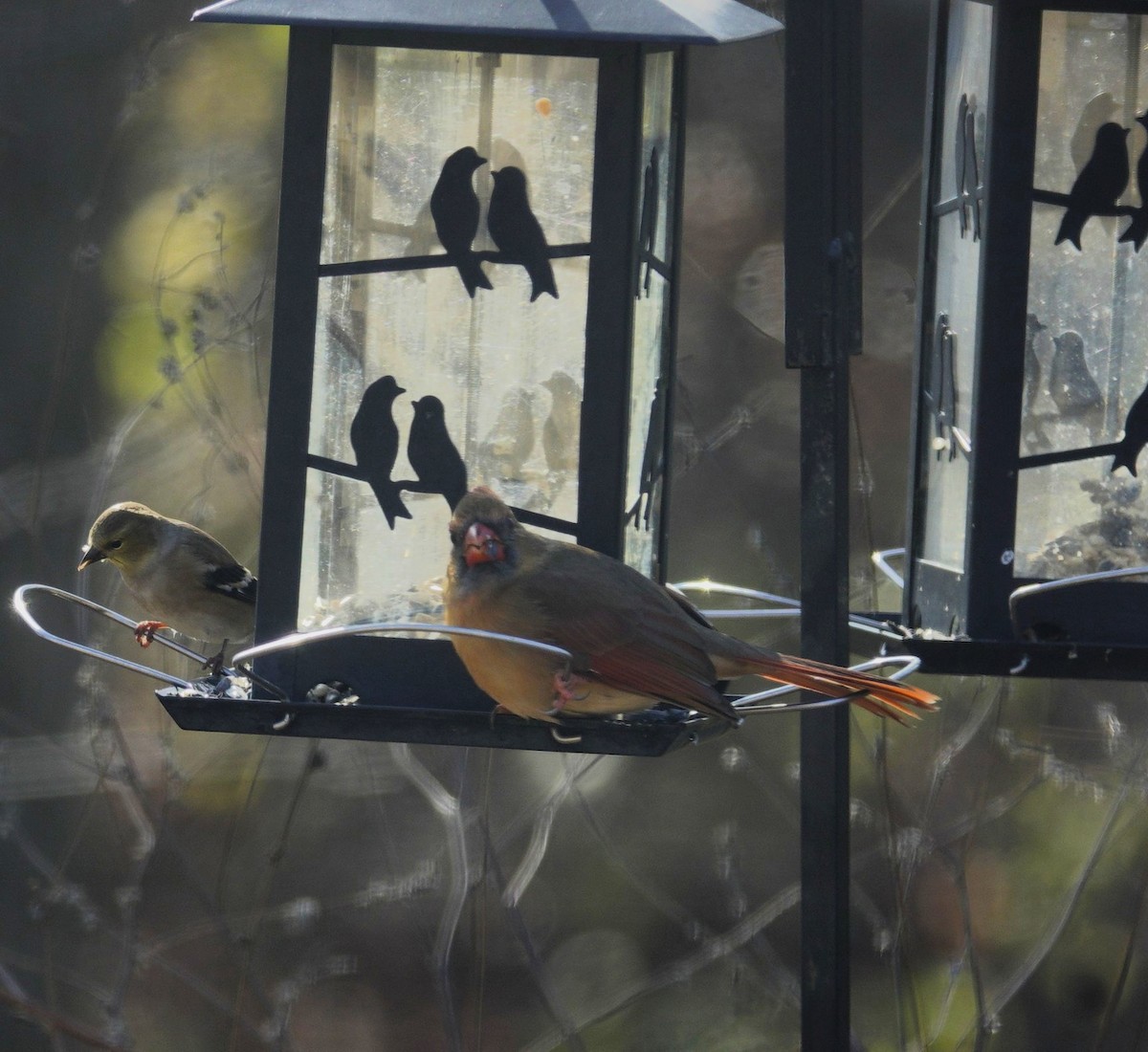 Cardinal rouge - ML646135700