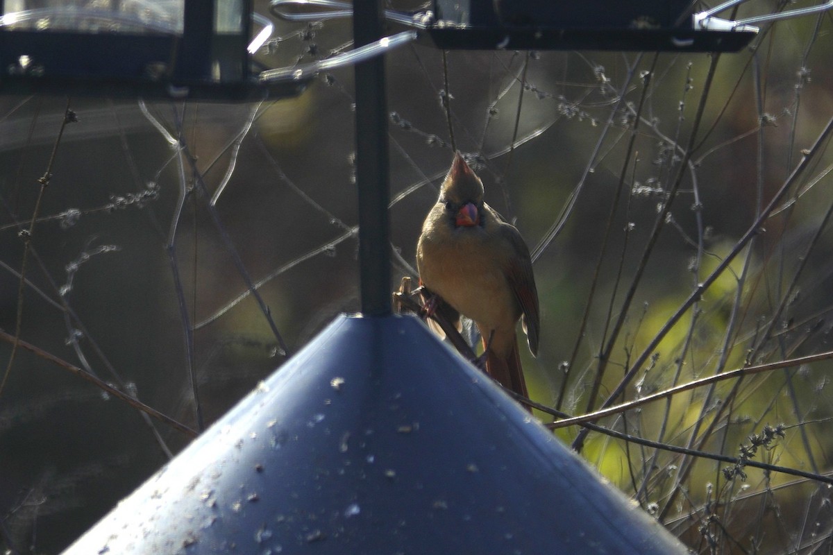 Cardinal rouge - ML646135701