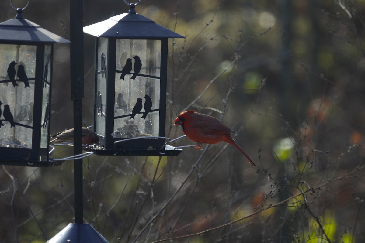 Cardinal rouge - ML646135702