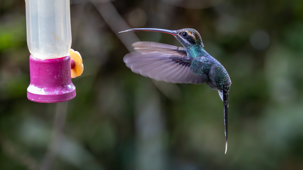 Ermite yaruqui - ML646135703