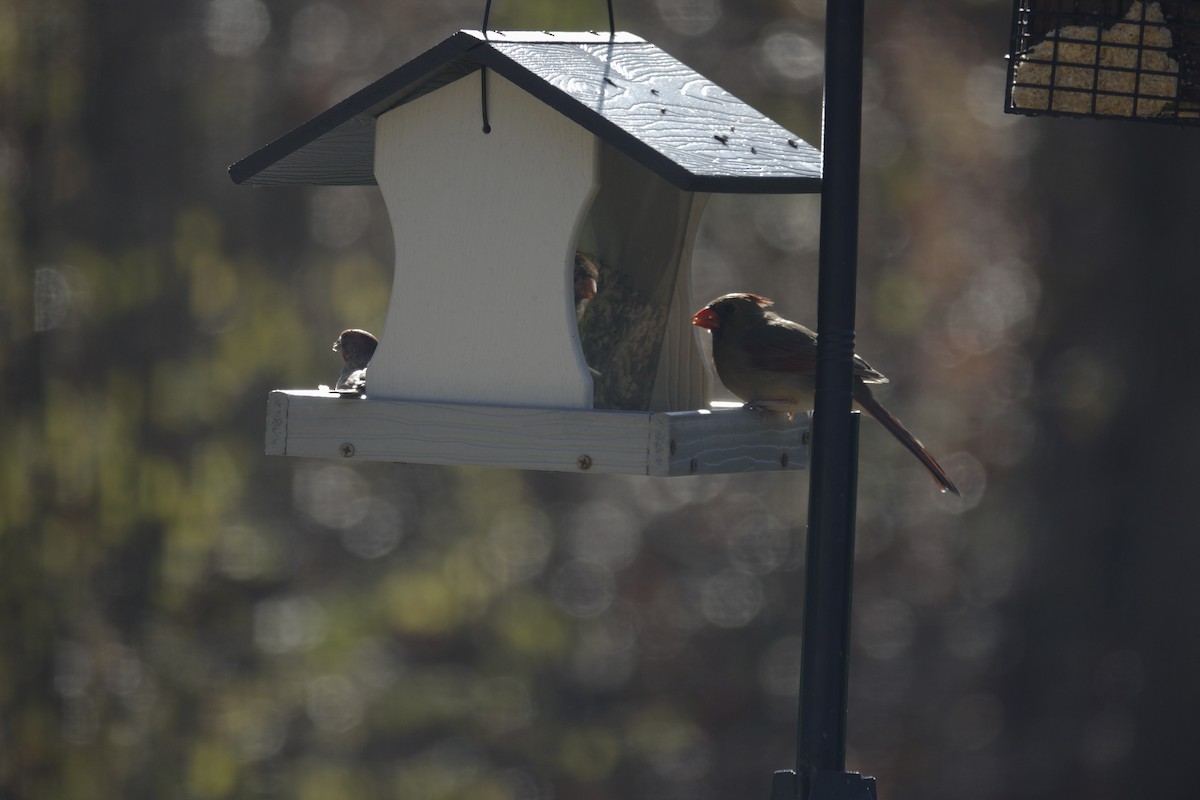 Cardinal rouge - ML646135704