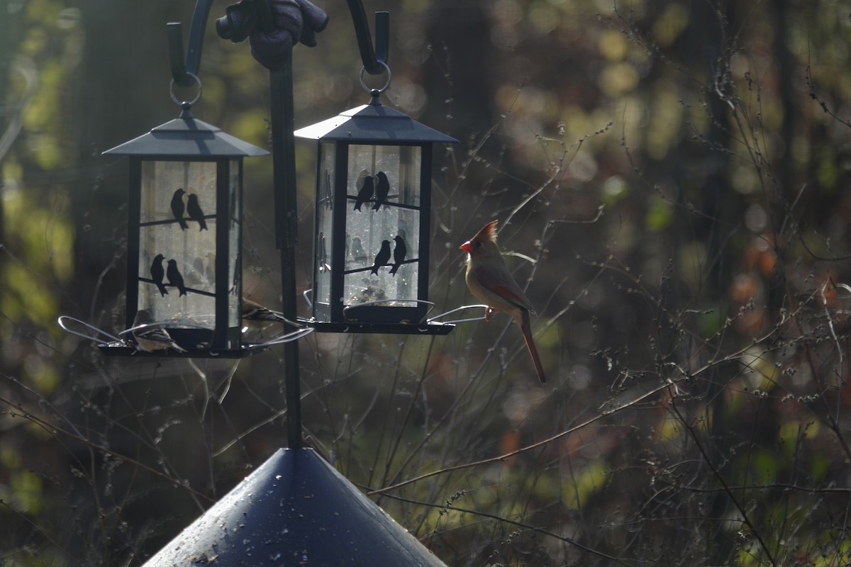 Cardinal rouge - ML646135705