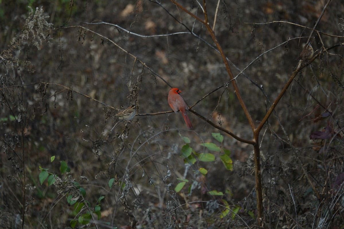 Cardinal rouge - ML646135706