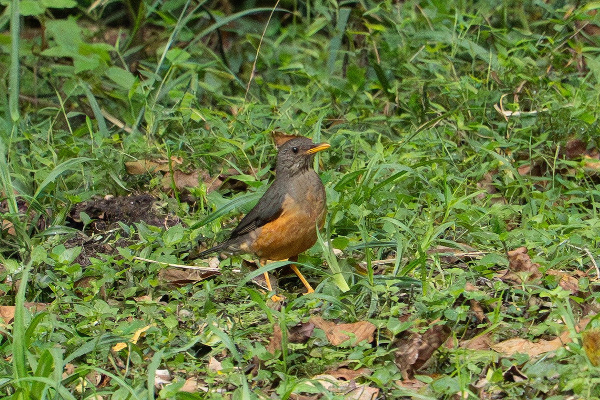 Merle olivâtre - ML646135707