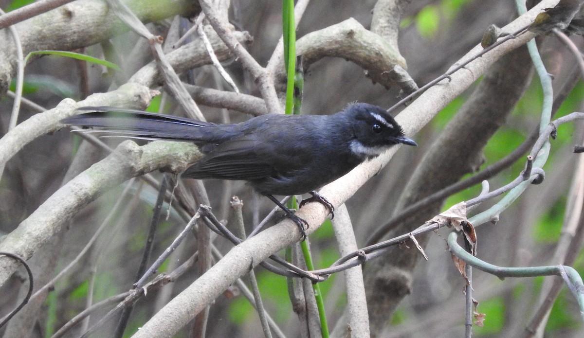 Rhipidure à gorge blanche - ML646135708