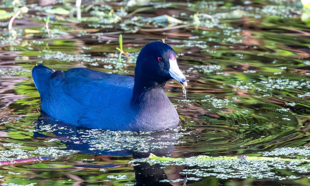 Foulque d'Amérique - ML646135709