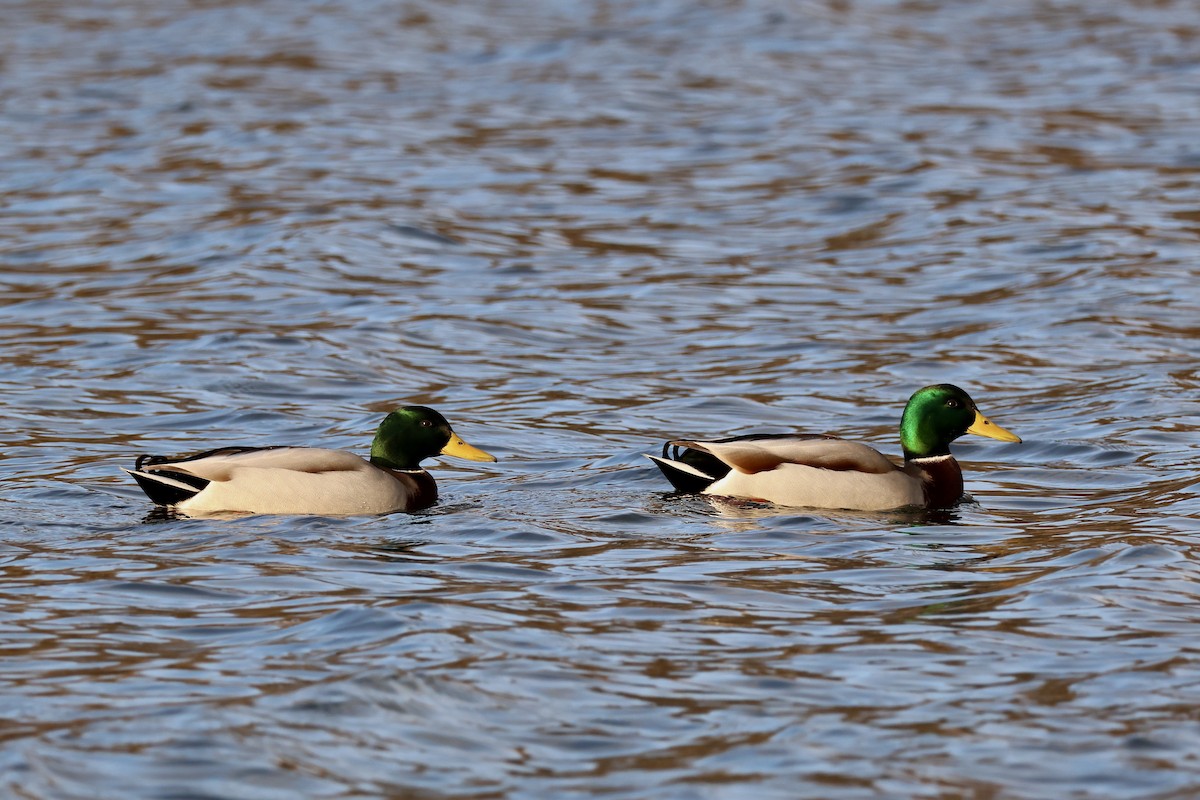 Canard colvert - ML646135711
