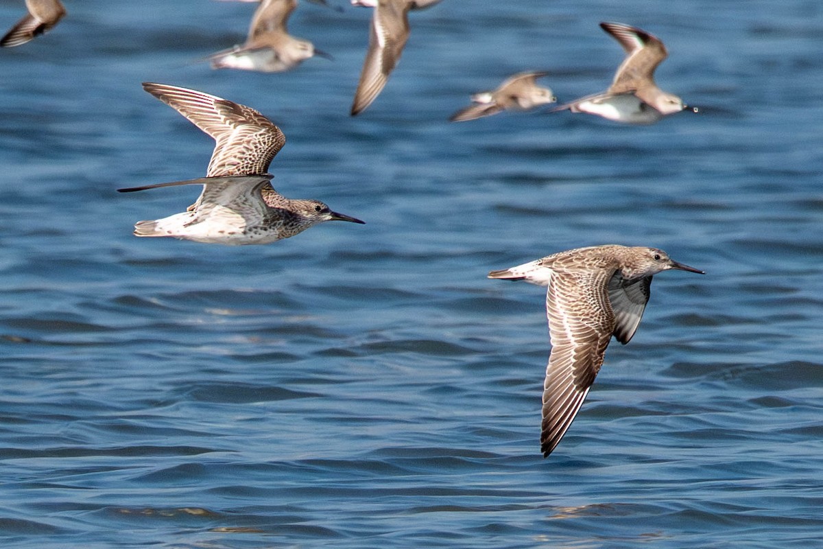 Bécasseau de l'Anadyr - ML646135714