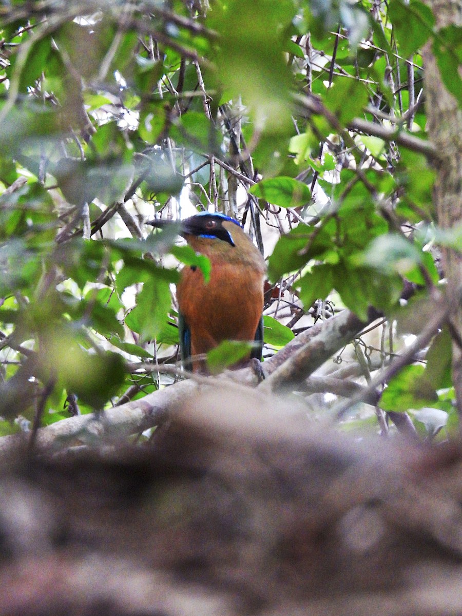 Motmot caraïbe - ML646135715