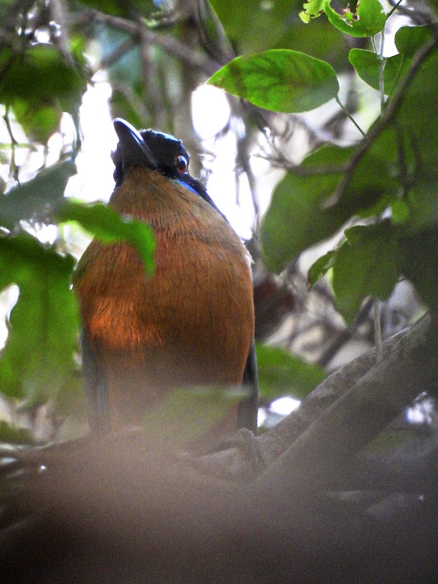 Motmot caraïbe - ML646135716