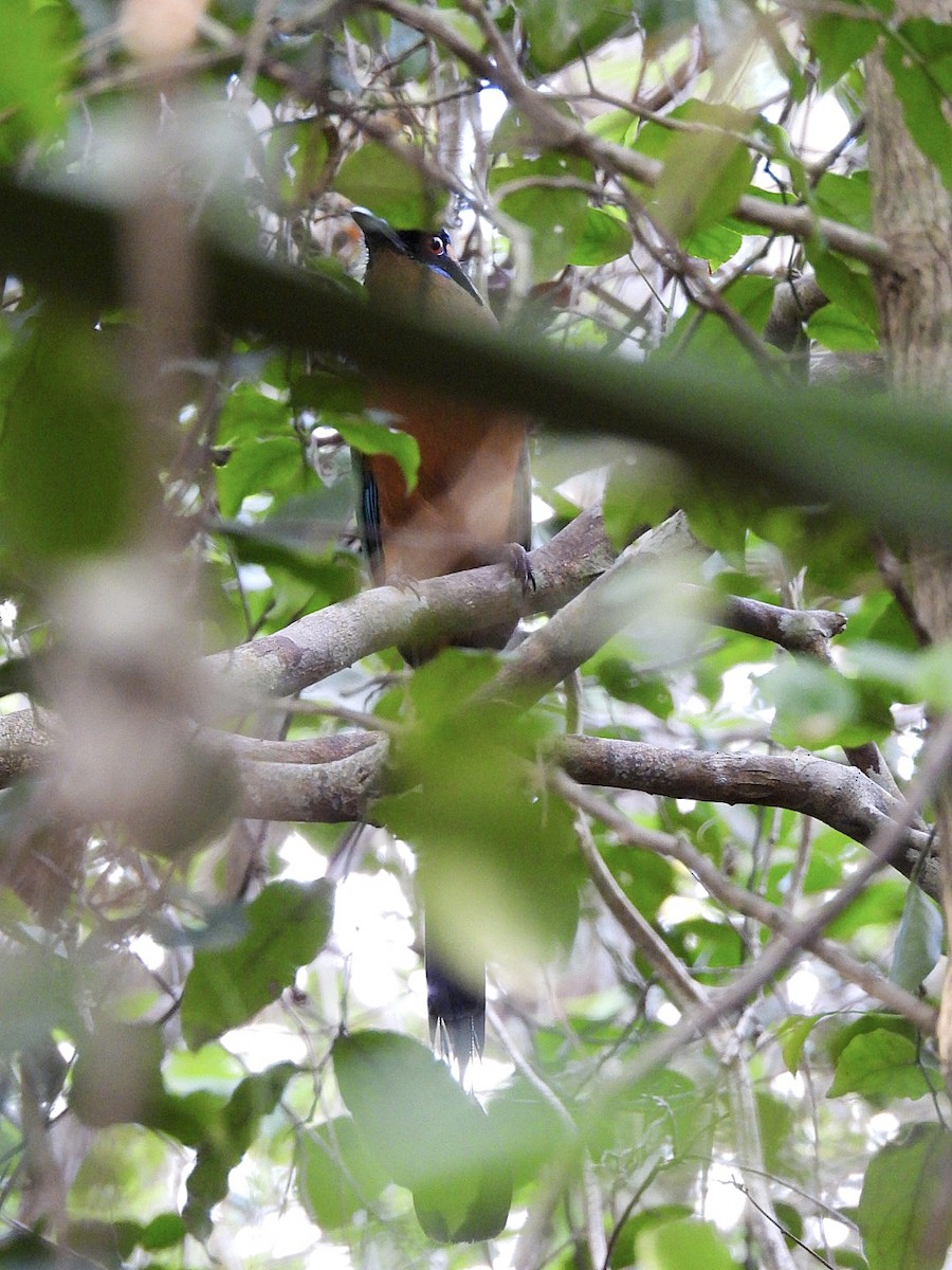 Motmot caraïbe - ML646135717