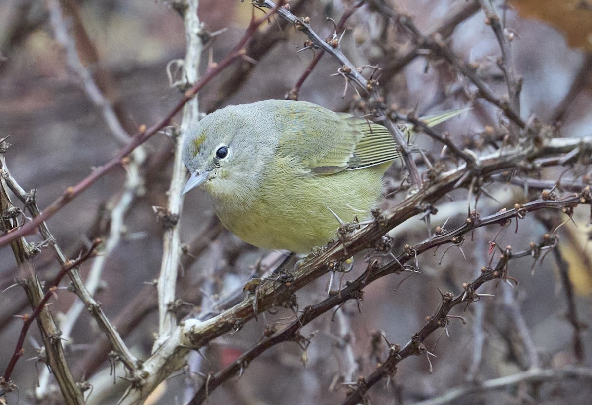 Orange-crowned Warbler - ML646135718