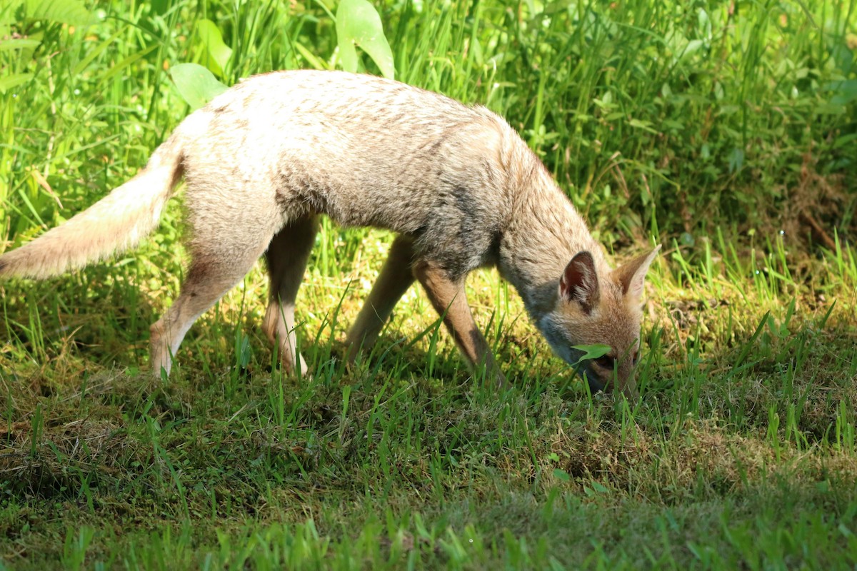 Animals - ML646135719