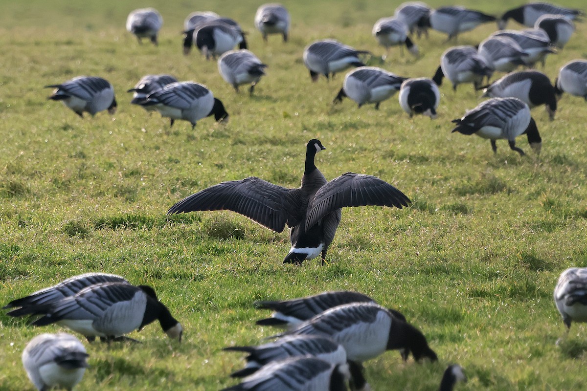 Cackling Goose - ML646135726
