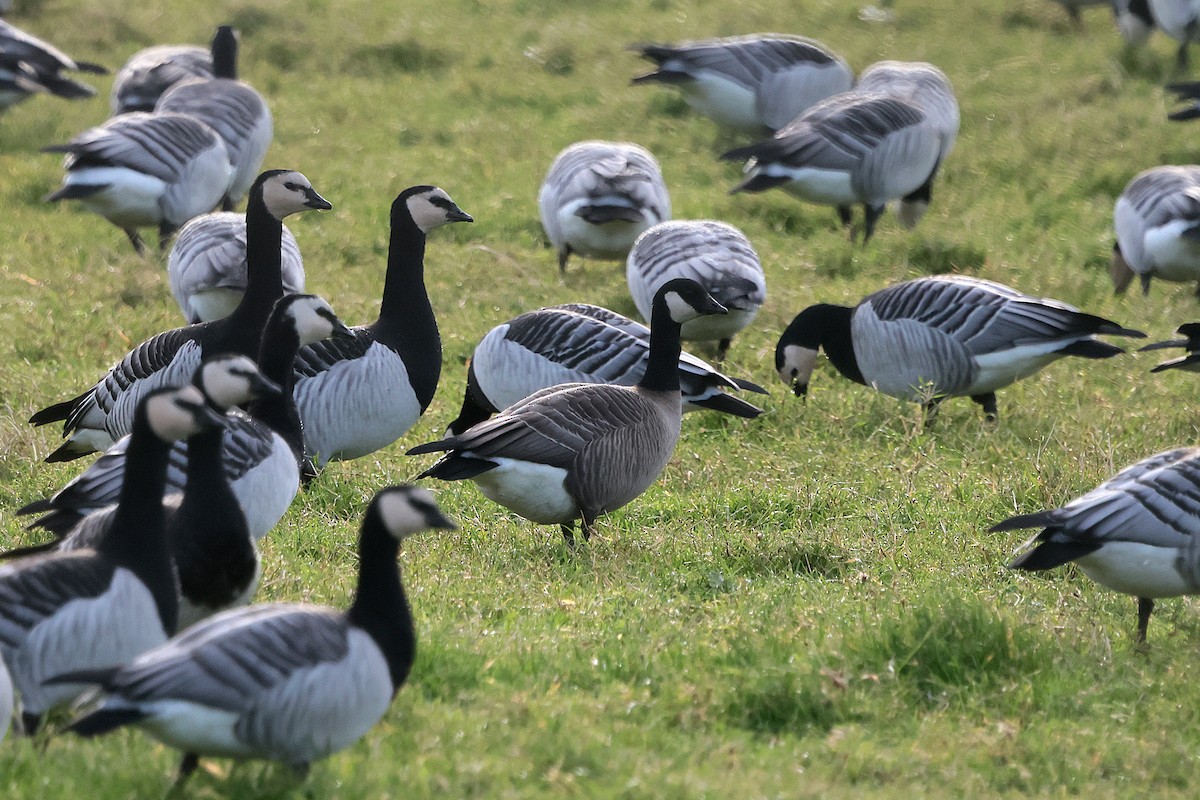 Cackling Goose - ML646135727