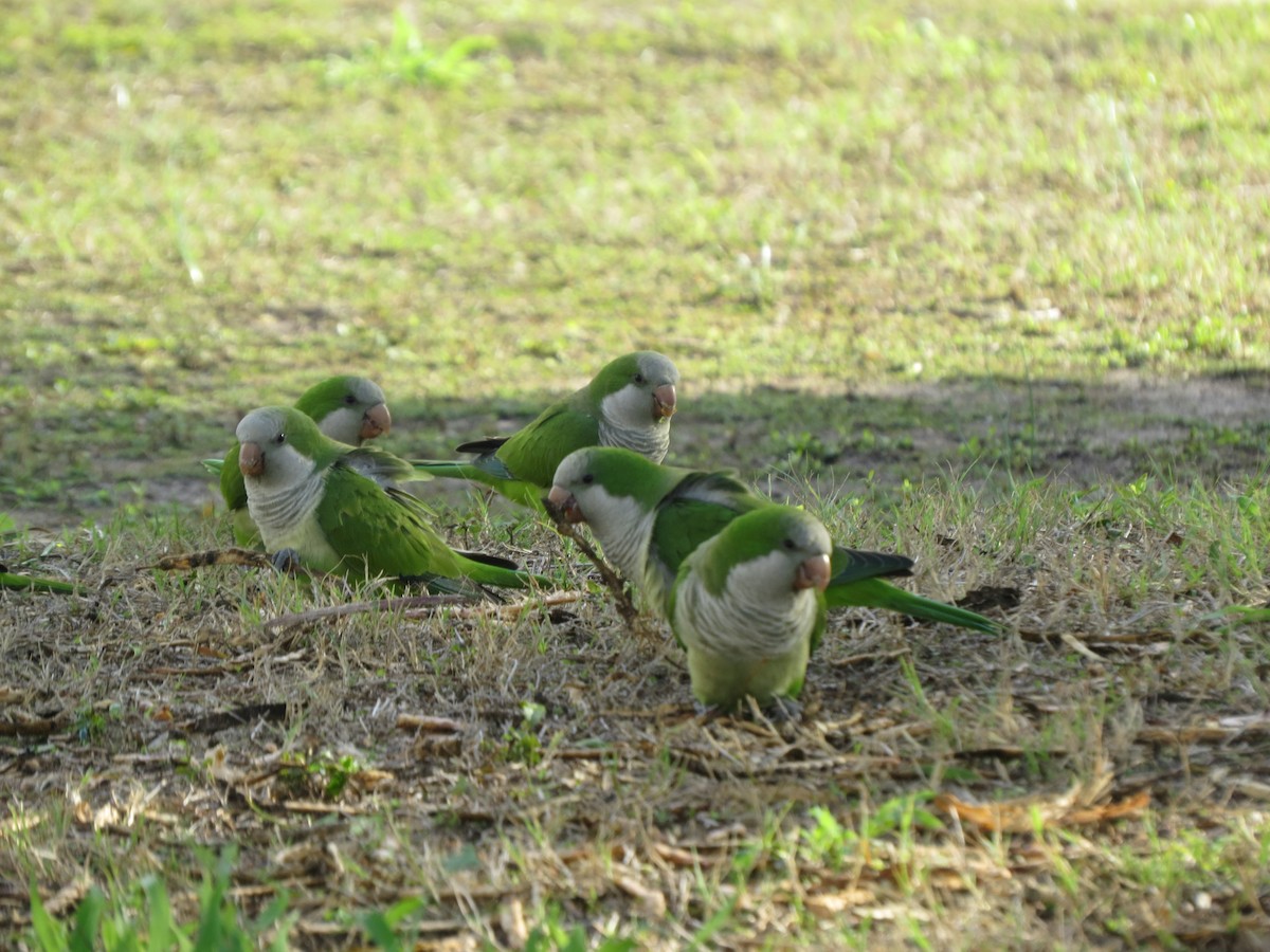 Mönchssittich - ML646135731