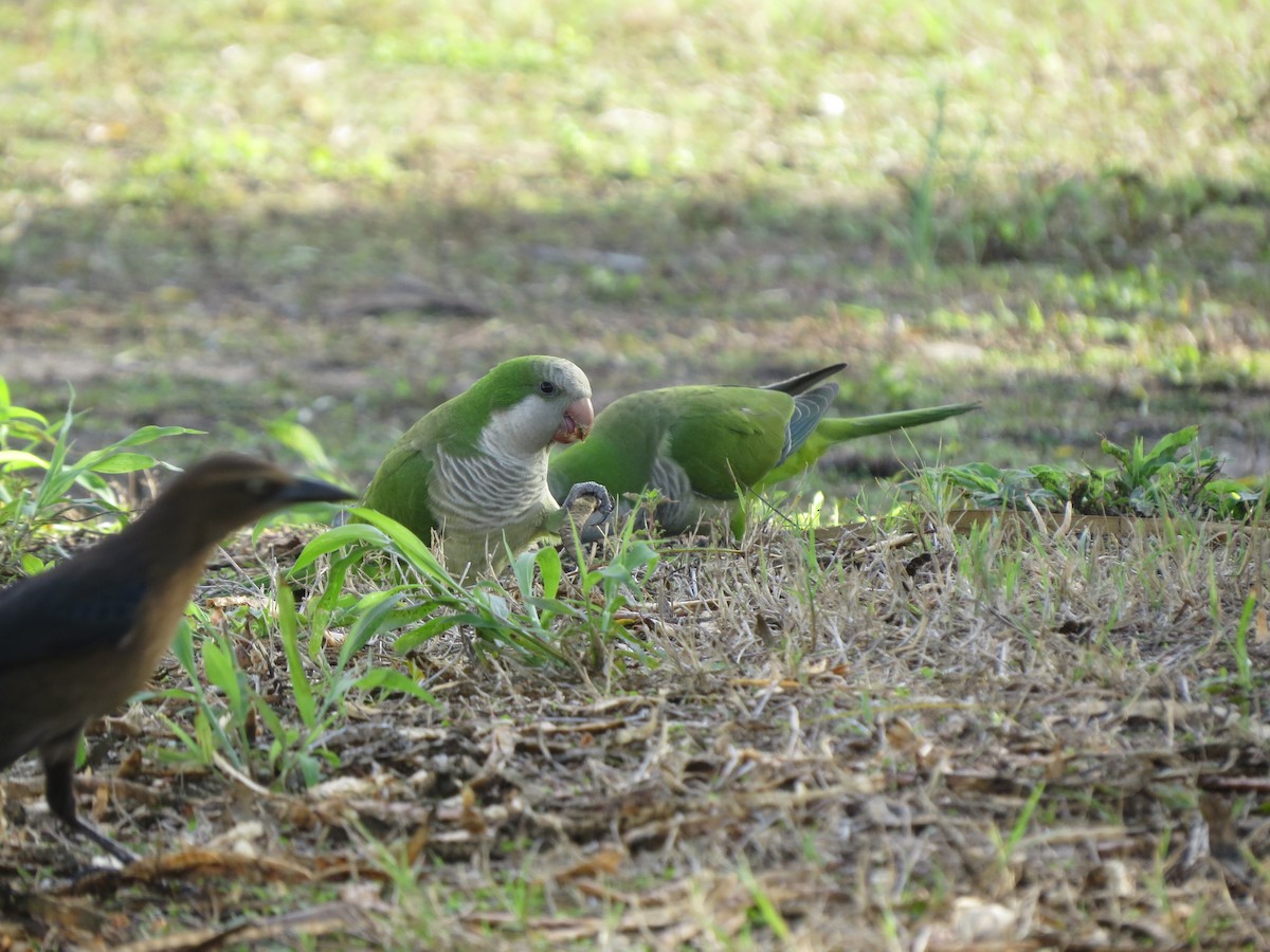 Mönchssittich - ML646135732