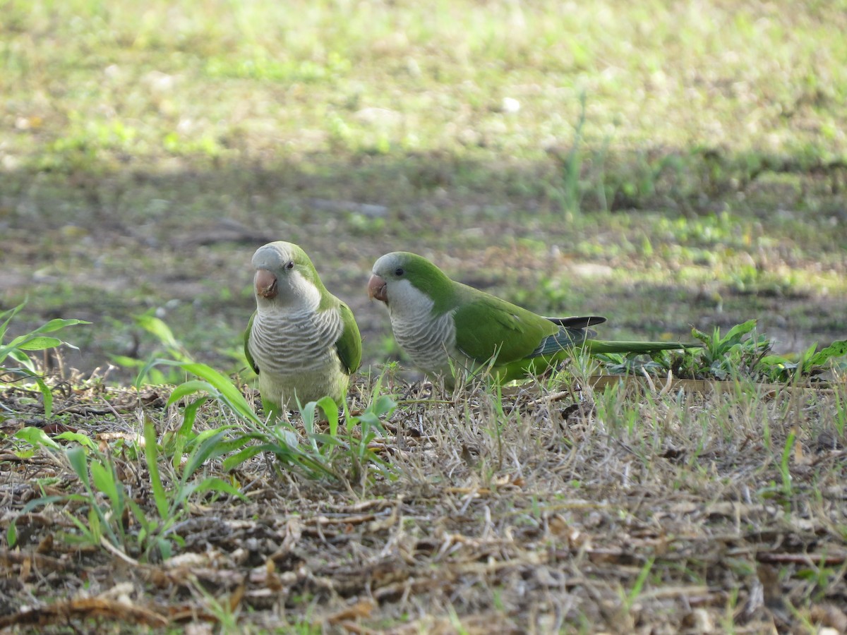 Mönchssittich - ML646135733