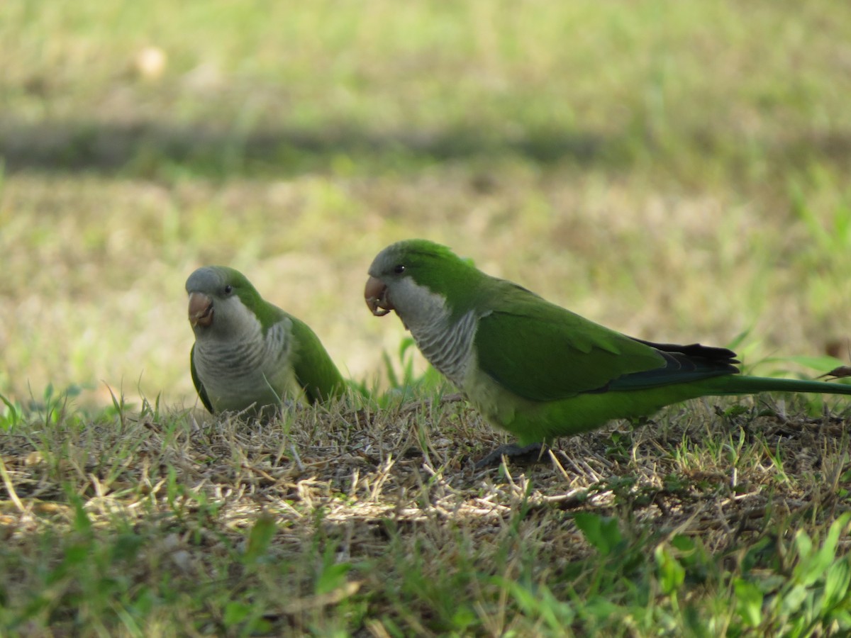 Mönchssittich - ML646135734